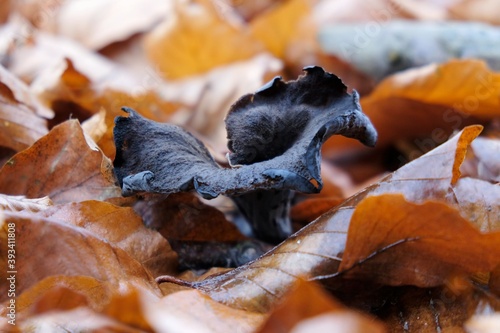 Single Craterellus cornucopioides, or horn of plenty, is an edible mushroom. It is also known as the black chanterelle, black trumpet or trumpet  of the dead. photo