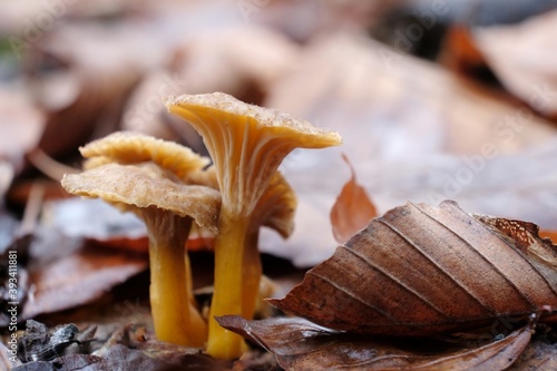 Group of Craterellus tubaeformis (formerly Cantharellus tubaeformis) is an edible fungus, also known as Yellowfoot, winter mushroom, or Funnel Chanterelle. photo