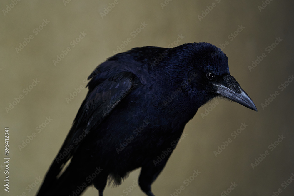 Obraz premium Rook bird with glossy black plumage. Corvus frugilegus