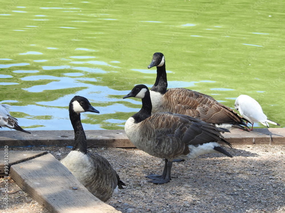 Obraz premium Geese on the concrete shore near the lake