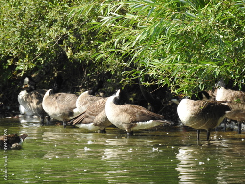 Geese with green bushes