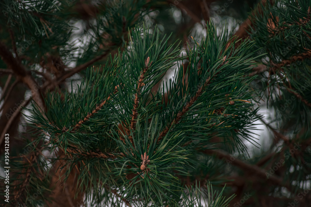 Pinetree with green needles in the forest with snow background