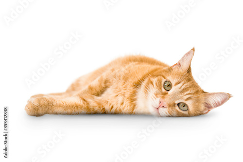 ginger cat lies on isolated white background © Ирина Гутыряк