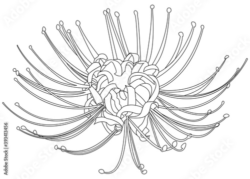 Hand drawn spider lily line silhouette isolated on white