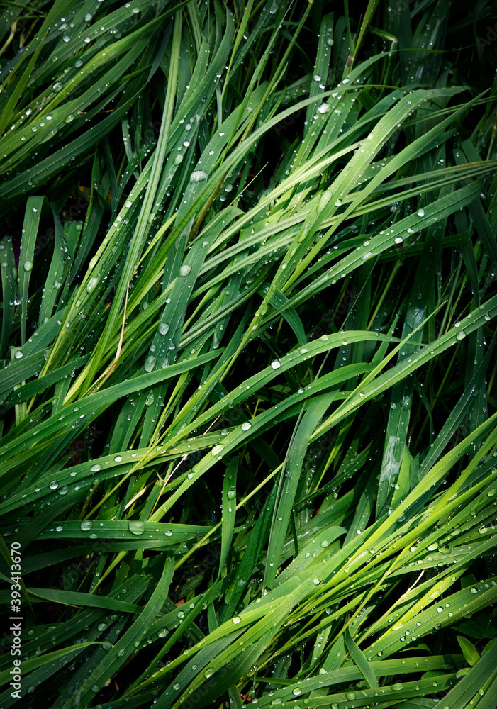 green grass with raindrops green grass with raindrops