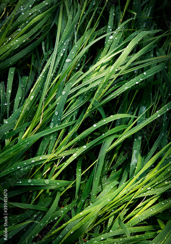 green grass with raindrops