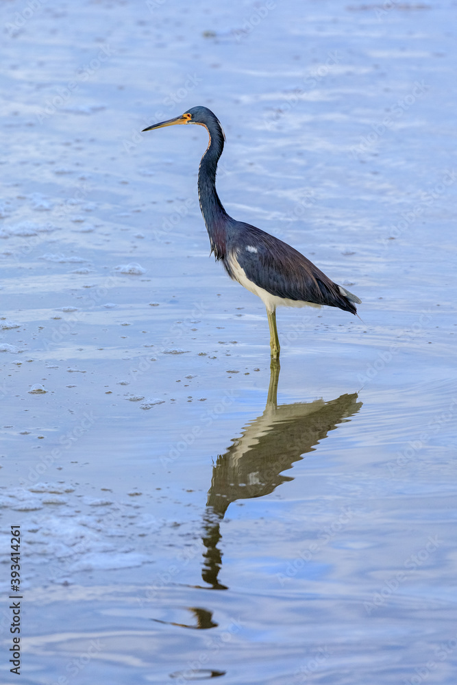 Fototapeta premium Little Blue Heron