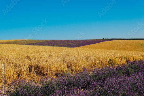 field of fragrant flowers of purple lavender and yellow wheat Provence harvest