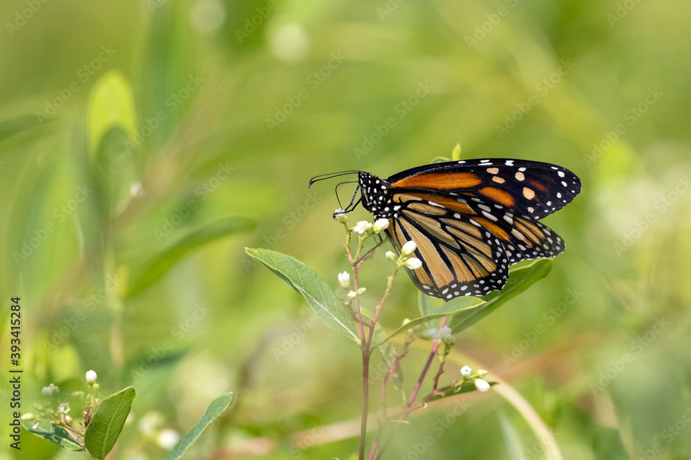 Fototapeta premium Orange and Black