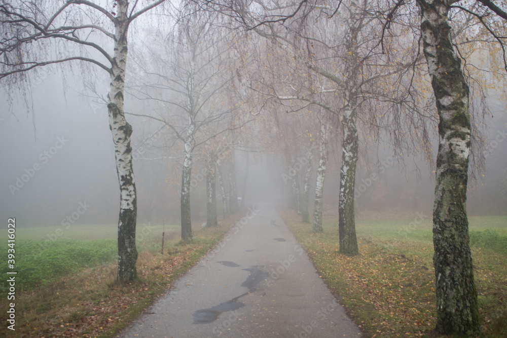 Thick fog on a dirt road