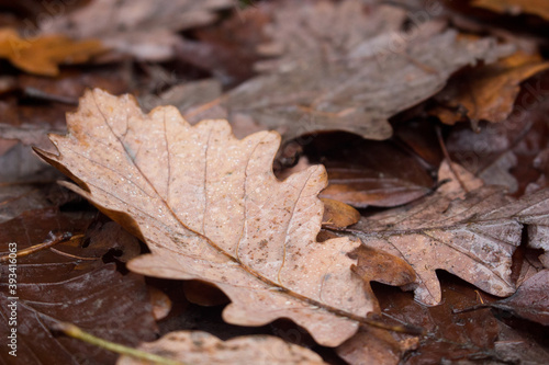 brown autumn leaf on the ground in the forest
