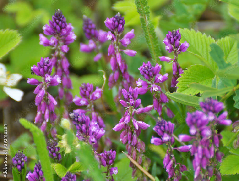 Polygala comosa blooms in nature