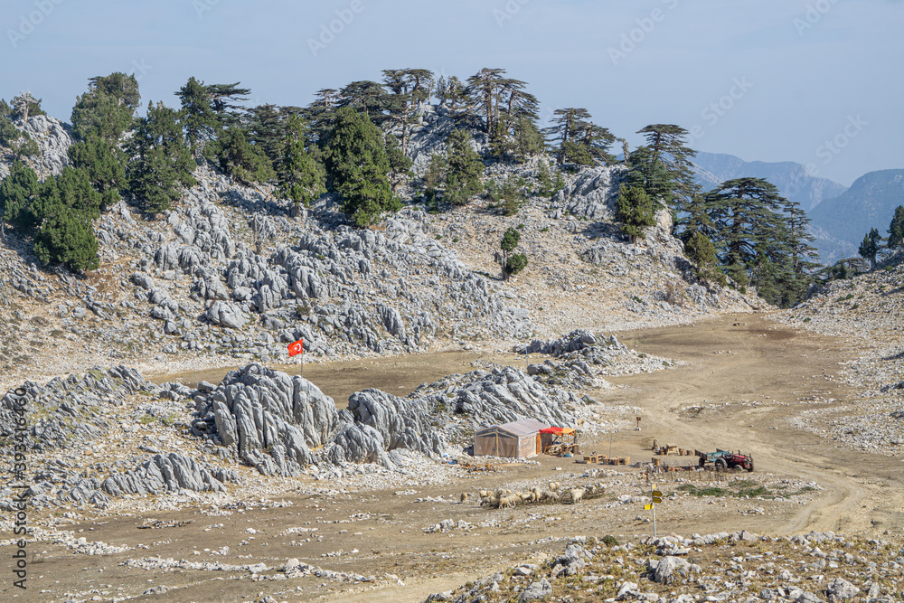Rare and endangered Lebanese Cedar tree forest at Tahtali mountain in