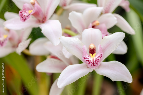 pink orchid flowers in garden