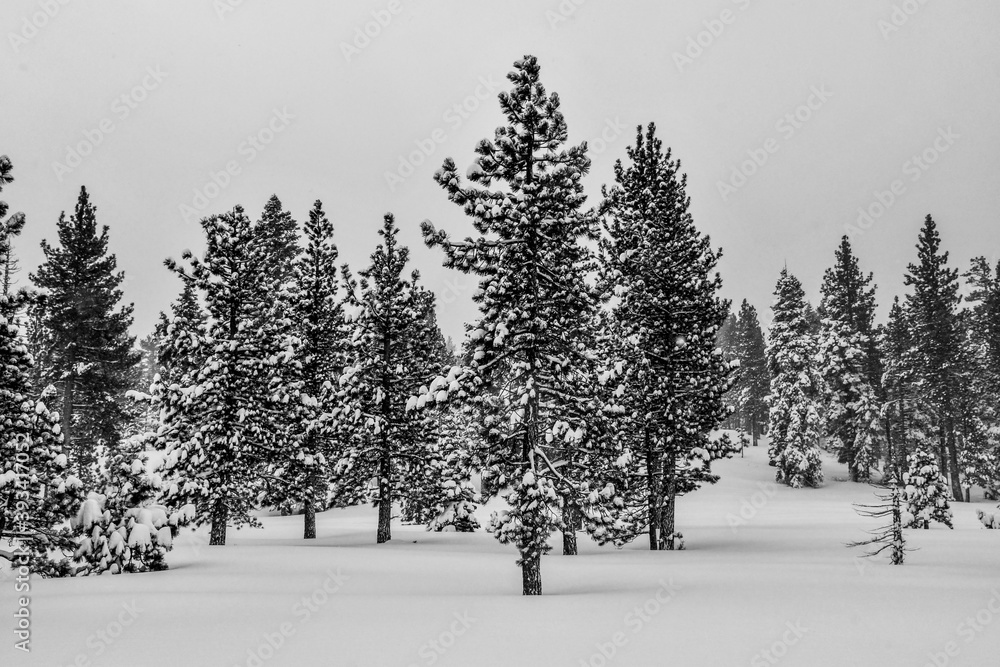 Fototapeta premium trees in snow