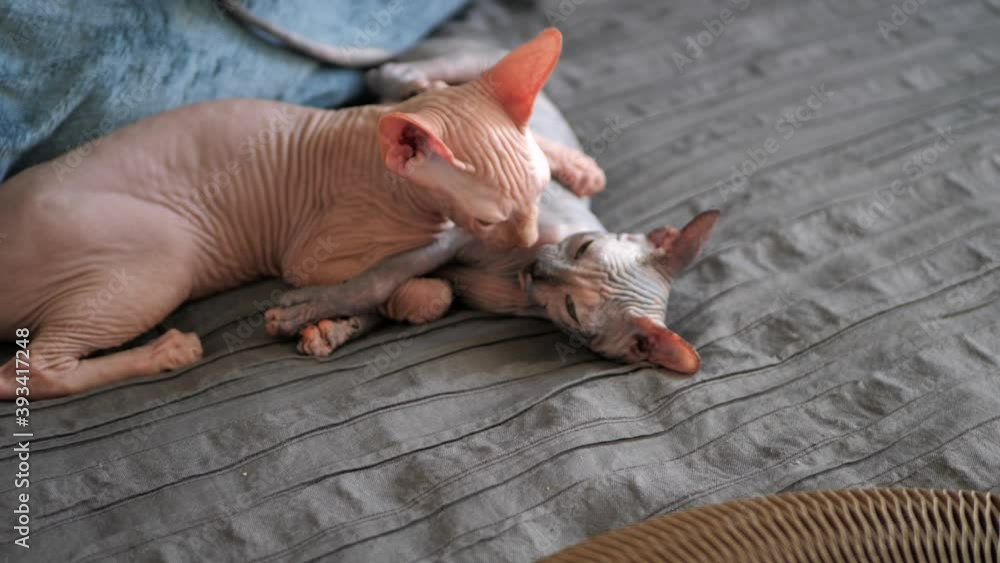 Two small Sphinx kittens without fur play with each other on a gray blanket. Childhood of bald kittens at the breeder. Two small Sphinx kittens without fur play with each other on a gray blanket. Childhood of bald kittens at the breeder.