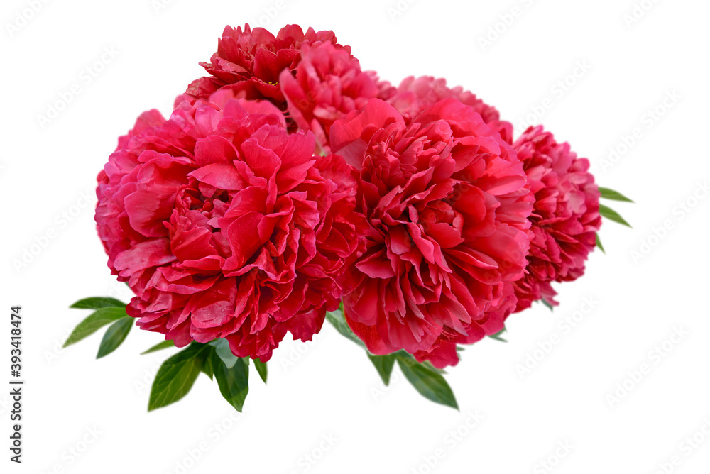 red peony flower isolated on white background red peony flower isolated on white background