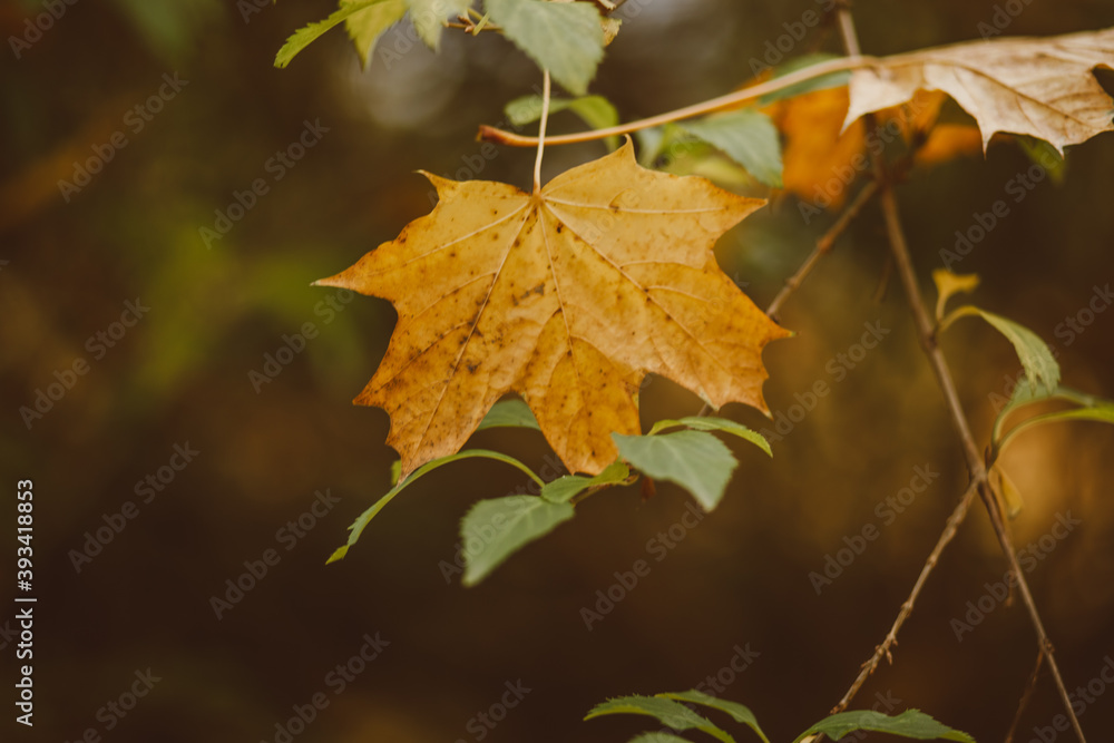 autumn leaves on the tree autumn leaves on the tree