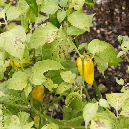 Piment d'Afrique 'Fatalii jaune' ou fatalii orange - Capsicum chinense - fruit pendant, plissé, côtelé, pointu et allongé jaune vif sur tige verte   photo