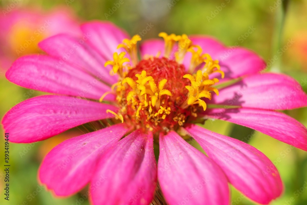 Closeup pink flower blooming in garden