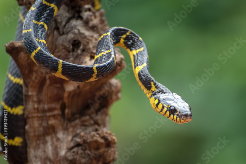 boiga snake dendrophilia in defensive mode, the gold-ringed cat snake,venomous snake