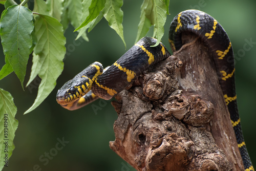 boiga snake dendrophilia in defensive mode, the gold-ringed cat snake,venomous snake photo
