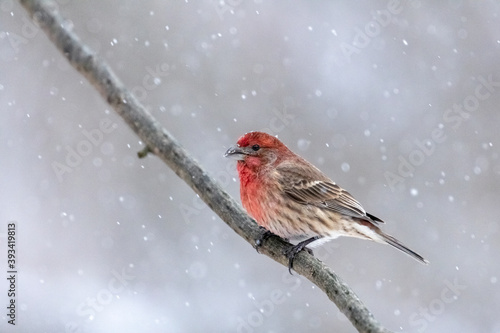 House Finch © Todd