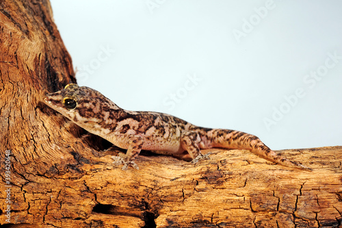 Cape Verde Leaf-toed Gecko // Kapverde Vogelkopfgecko (Hemidactylus bouvieri) photo