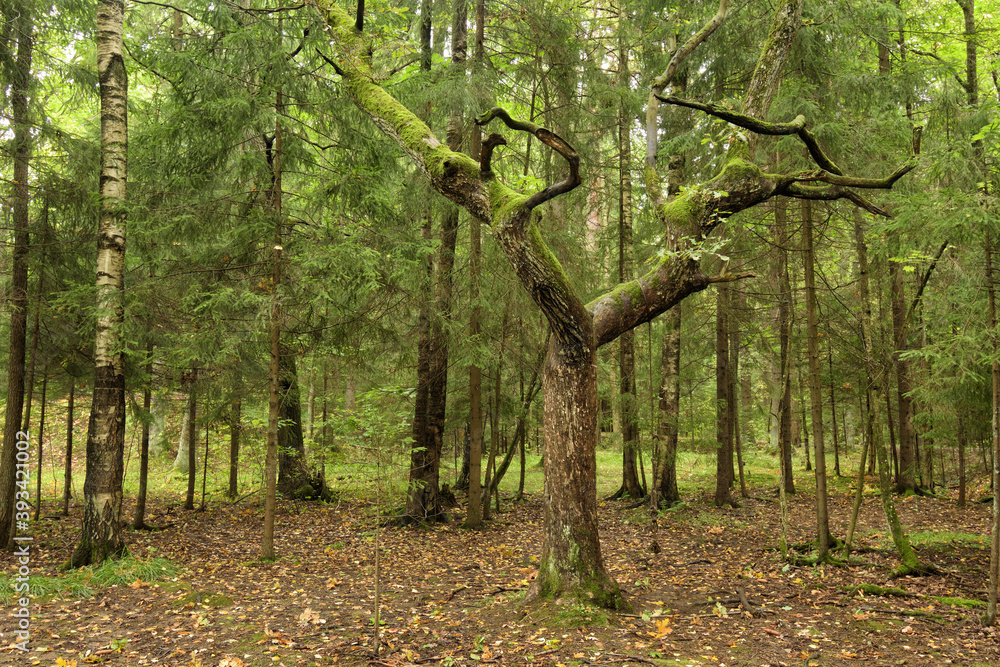 The nature in the forest is rich in plants and trees.