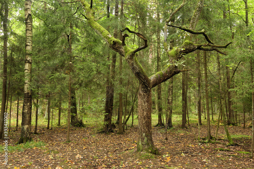 Obraz na płótnie The nature in the forest is rich in plants and trees. w salonie