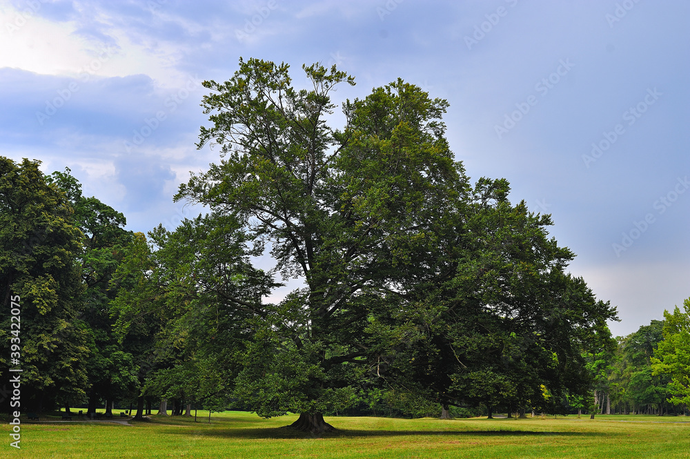 A big green tree in the park
