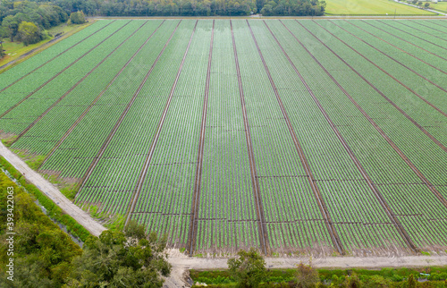 Fotografía Cabbage grows in a field, south of St