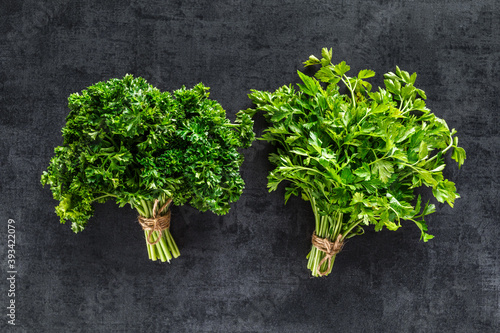 Cilantro on a black background. Fresh cilantro in a bunch. Fresh cilantro herb leaves close-up. Healthy greens.Flat lay Parsley indispensable source of vitamins A, C, K, B1, B2, PP, E, C