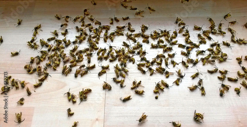 Swarm of dead wasps on a wooden floor