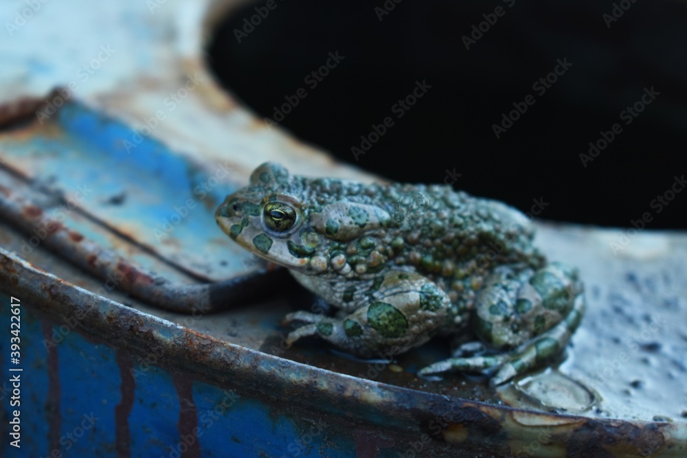 Obraz premium frog on a leaf