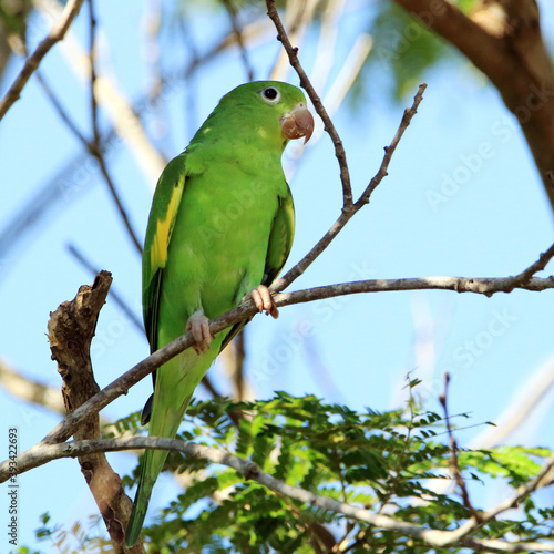 Yellow-chevroned Parakeet (Brotogeris chiriri) perched on a branch