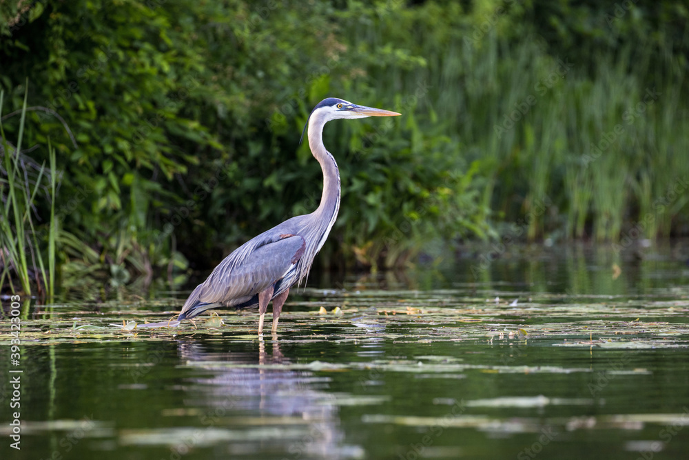 Naklejka premium Great Blue 