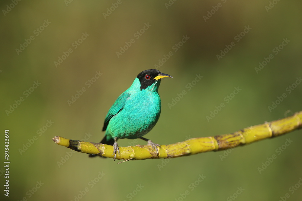 Green Honeycreeper a common bird in the brazilian Atlantic rainforest