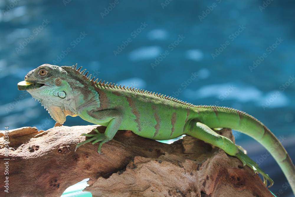 Fototapeta premium iguana on a branch