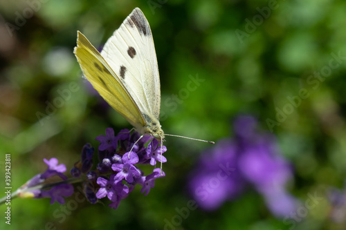 butterfly on a flower © Jan van Voorst Vader
