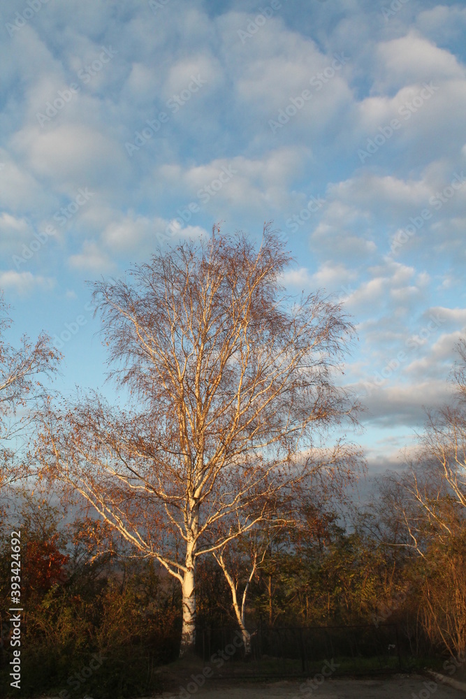 tree in the autumn forest