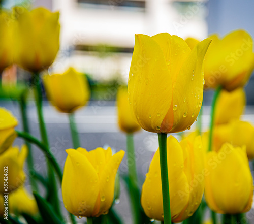 Yellow flower.