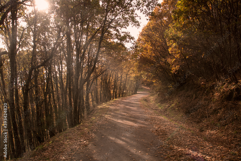 Fototapeta premium camino rodeado de arboles en otoño