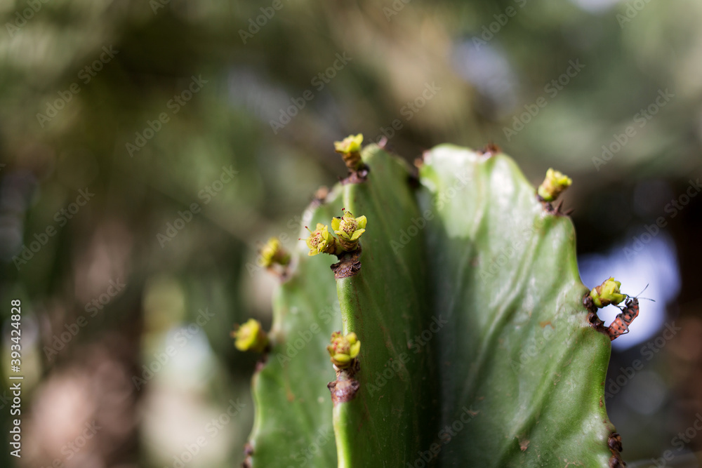 small flowers on a cactus, soft focus small flowers on a cactus, soft focus