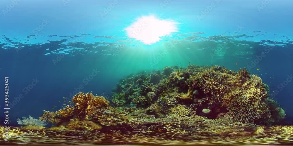 Tropical Underwater Colorful Reef. Tropical underwater sea fish. Philippines. Virtual Reality 360. Tropical Underwater Colorful Reef. Tropical underwater sea fish. Philippines. Virtual Reality 360.