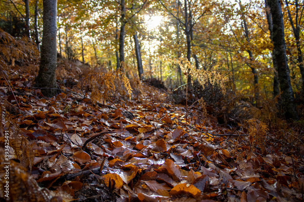 Red leafs fallen from the trees Red leafs fallen from the trees
