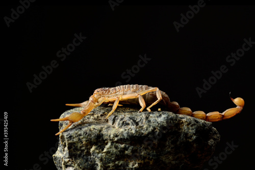 escorpión asechando sobre una piedra con fondo negro (Buthus occitanus)