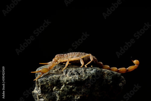 escorpión asechando sobre una piedra con fondo negro (Buthus occitanus)