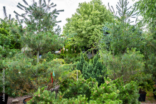 Section of conifers in the nursery-garden of ornamental plants for gardens, greenhouses, and interior design. Many different plants thujas, spruces, junipers, pines stand on the floor in pots.