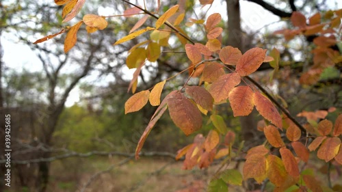 red and yellow leaves